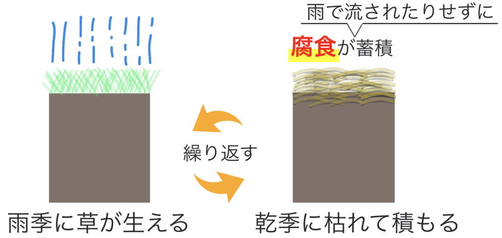 黒色土（チェルノーゼム）の形成される仕組み